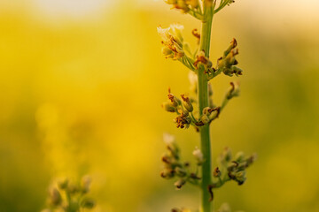 Flower and branch growing in pattern. Warm light feeling in garden. Copyspace and nice for background. wallpaper.