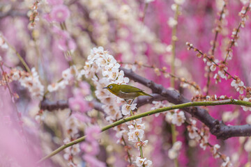 京都【しだれ梅とウメジロー】