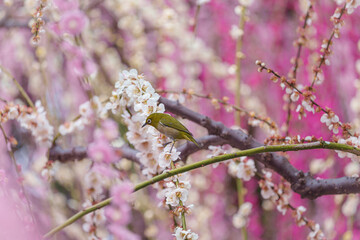 京都【しだれ梅とウメジロー】
