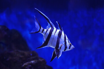 Stripped angelfish is swimming in an aquarium.
