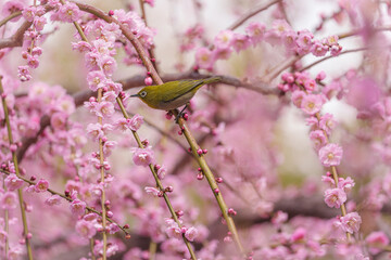 京都【しだれ梅とウメジロー】