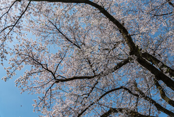 樹木公園は桜の世界