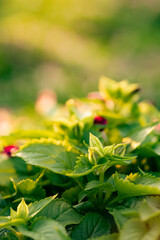 Torenia flower with purple color in garden. Warm feeling sunlight shining through. Tropical plants with freshness. sunset time. focus leaves.