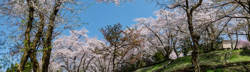 Obraz na płótnie Canvas 樹木公園は桜の世界