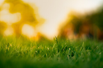 Green grass beautiful in a floor and garden place. beauty BG and backdrop. Football and field peace place.