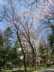 樹木公園は桜の世界
