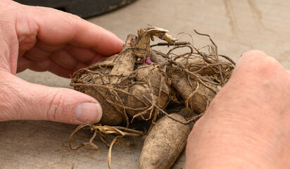 Dahlienknollen vorbereiten