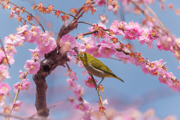 京都【しだれ梅とウメジロー】