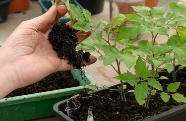 junge Tomatenpflanzen