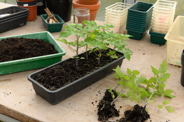 Tomatenpflanzen