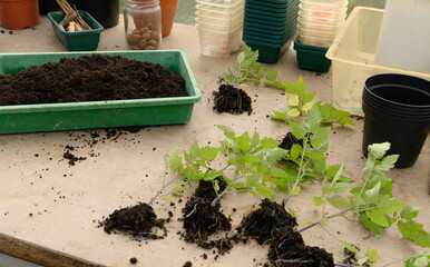 Gartenarbeit mit Jungpflanzen