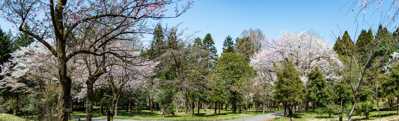 春の樹木公園の風景