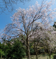 樹木公園は桜の世界