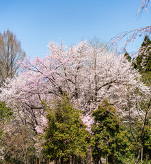 樹木公園は桜の世界