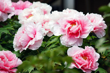 複数のピンク色のボタンの花