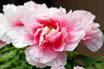 ピンク色のボタンの花