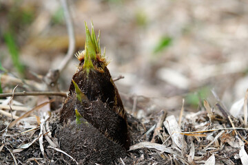 地面から顔を出したタケノコの風景