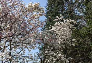樹木公園は桜の世界