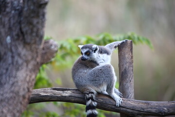Ring-tailed Lemer (Lemer catta). Mammal of Madagascar, Africa.