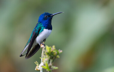 White-necked Jacobin hummingbird  © Julio