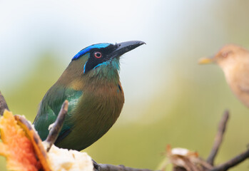 Lesson's Motmot close up