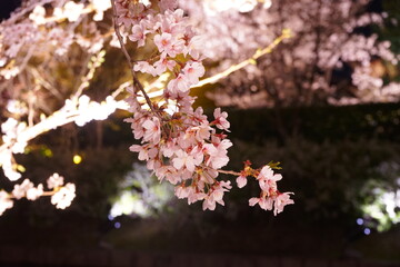 Blur Image, Night View of Sakura, Cherry Blossom in Kyoto, Japan - 日本 京都府 桜 夜景	