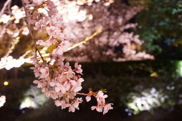 Blur Image, Night View of Sakura, Cherry Blossom in Kyoto, Japan - 日本 京都府 桜 夜景	
