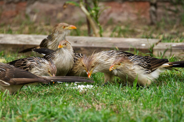 Funny guira bird in the nature
