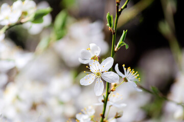 White spring flower on a branch