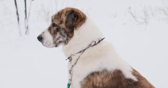 Big dog of the Alabai, a Central Asian shepherd breed in winter on the street. Close-up shooting. Shepherd, a guard dog of huge size