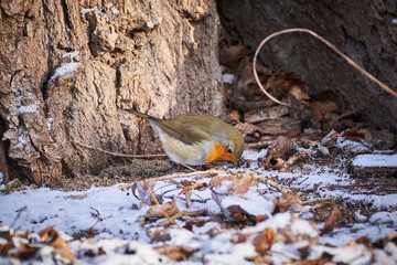 Rotkelchen, European robin, Erithacus rubecula