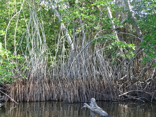 tropical nature