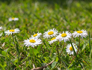 Bellis perennis en el campo