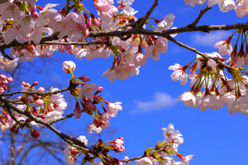 桜と空