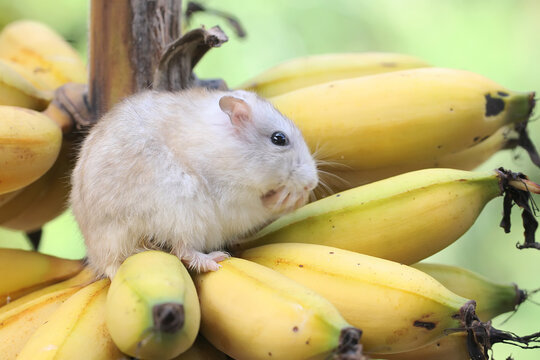 A Campbell dwarf hamster eating a ripe banana on a tree. This rodent has the scientific name Phodopus campbelli.