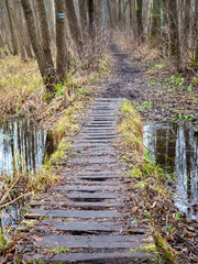The path among the trees, Kampinoski National Park, Poland
