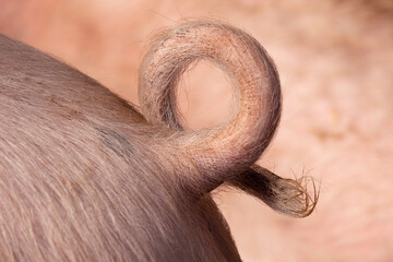 Natural curly hairly pigtail close up  - obrazy, fototapety, plakaty