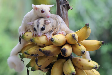 Two young sugar gliders are eating ripe bananas on the tree. This mammal has the scientific name...