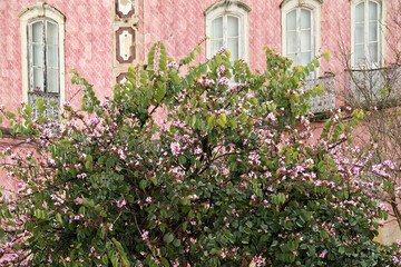Fototapeta na wymiar flowering tree in front of a facade covered with azulejos in Silves, Algarve, Portugal