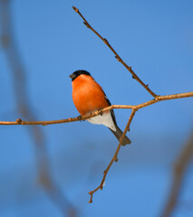 Male Bullfinch Pyrrhula pyrrhula in early spring with blue background