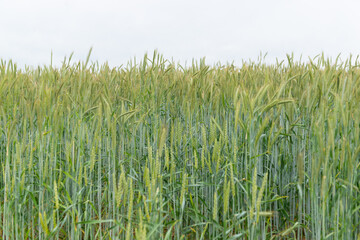 field of wheat