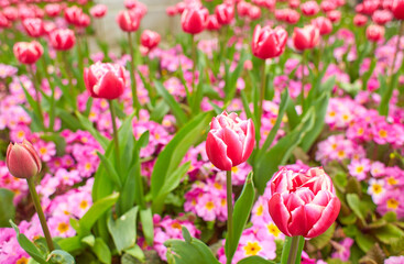 Fototapeta premium Vivid pink, red tulips with green leaves bloom in a garden in a spring day, beautiful outdoor floral background photographed with soft focus.