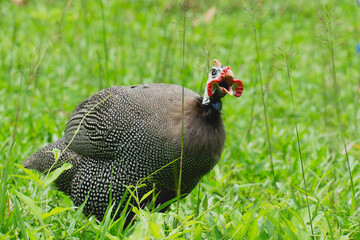 pheasant in the grass