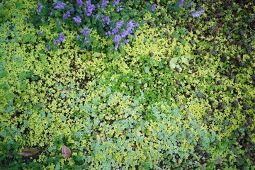 Fototapeta na wymiar 緑と紫の花の庭　絨毯　グリーン　ガーデン　ガーデニング　メッセージカード