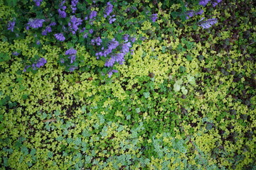 緑と紫の草花の絨毯　立浪草　ガーデニング　自然暮らし