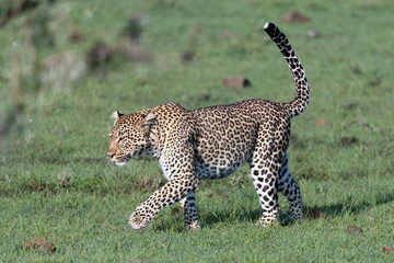 leopard in the Maasai Mara savannah