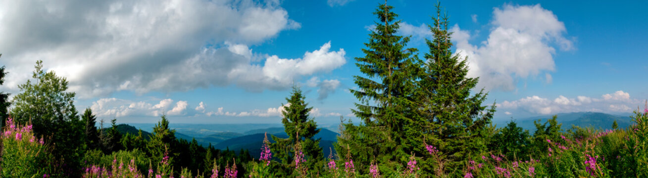 Panorama Of Ivan Tea Flowers In The Mountains, Green Trees And Blue Sky, Sunny Day.