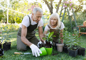 Family hobby concept. Happy senior spouses potting plants in garden, sitting on courtyard, taking care of flowers - Powered by Adobe