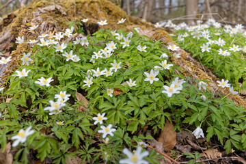 Windröschen als Bodendecker in einem Waldgrundstück. Die Röschen blühen weiß.