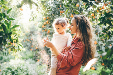Baby picks a fresh orange from a green tree in sunny day. Harvesting. Natural vitamins. Mom peeling a delicious fresh orange on a sunny day.